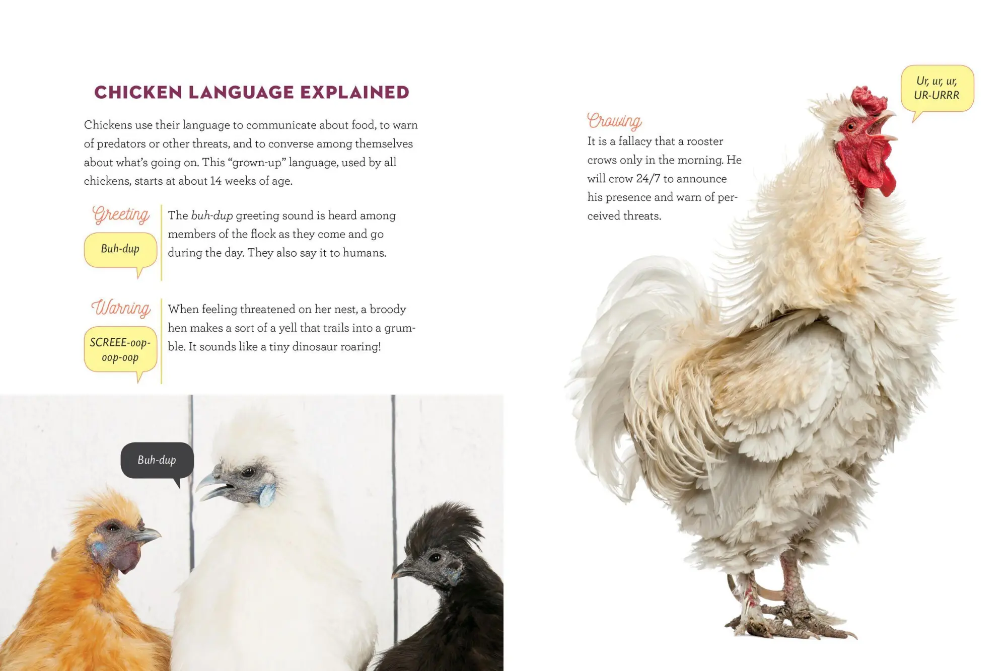 Bild: 9781612129112 | How to Speak Chicken | Melissa Caughey | Taschenbuch | Englisch | 2017