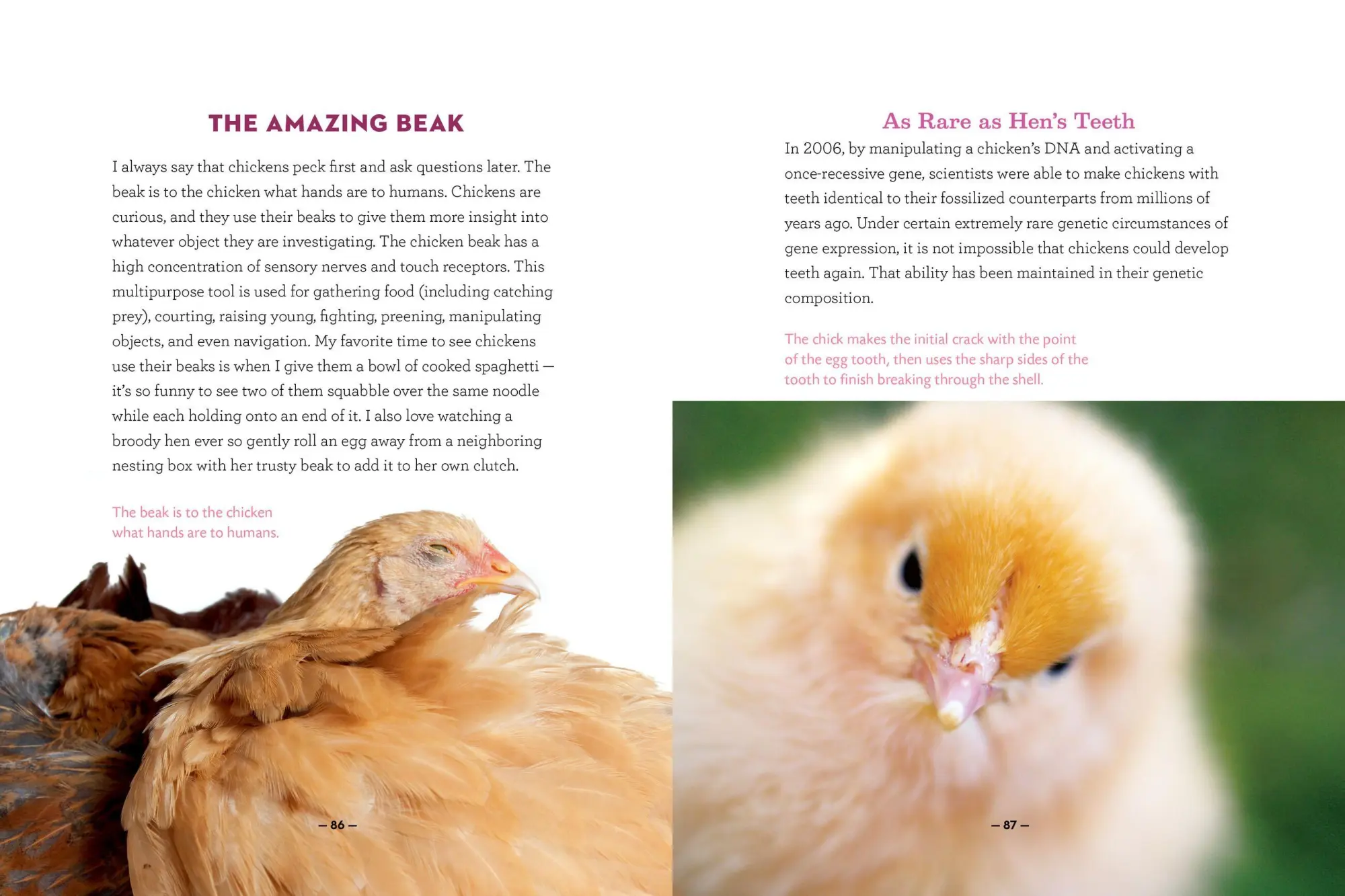 Bild: 9781612129112 | How to Speak Chicken | Melissa Caughey | Taschenbuch | Englisch | 2017