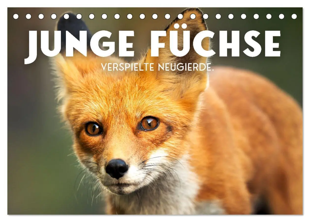 Cover: 9783457419212 | Junge Füchse - Verspielte Neugierde. (Tischkalender 2026 DIN A5...