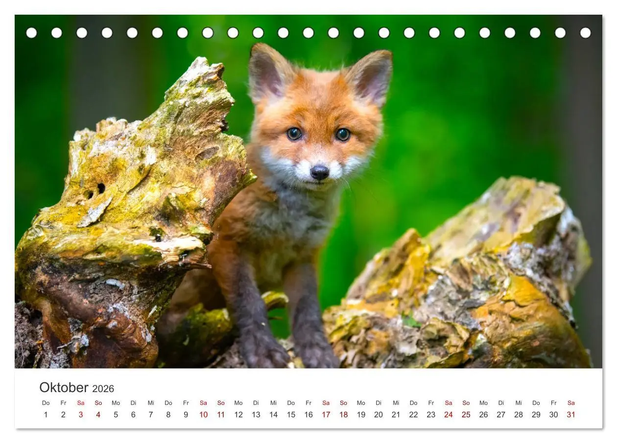 Bild: 9783457419212 | Junge Füchse - Verspielte Neugierde. (Tischkalender 2026 DIN A5...