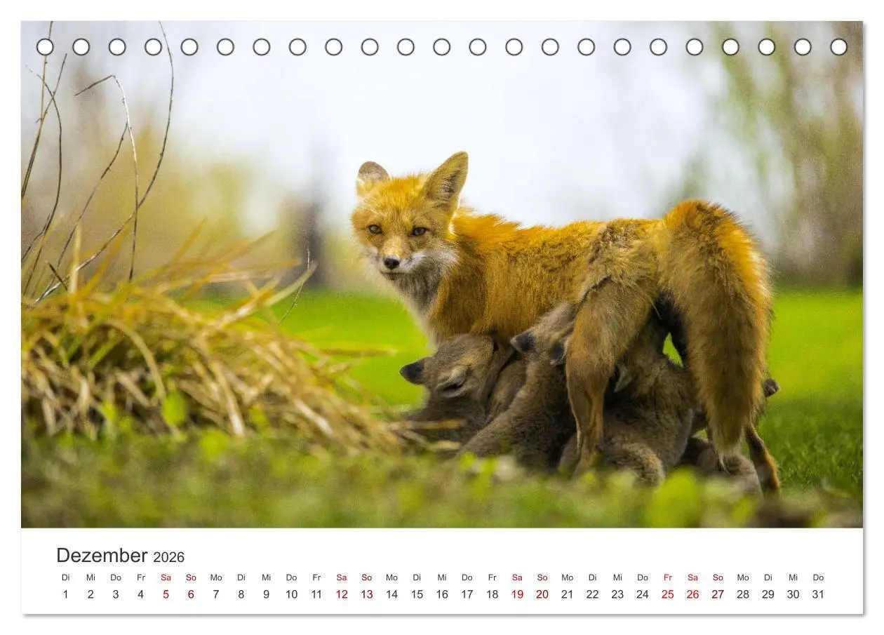 Bild: 9783457419212 | Junge Füchse - Verspielte Neugierde. (Tischkalender 2026 DIN A5...