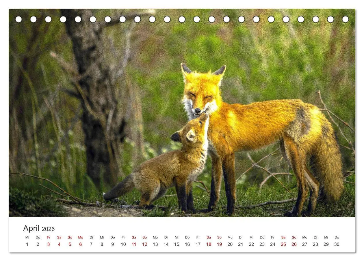 Bild: 9783457419212 | Junge Füchse - Verspielte Neugierde. (Tischkalender 2026 DIN A5...