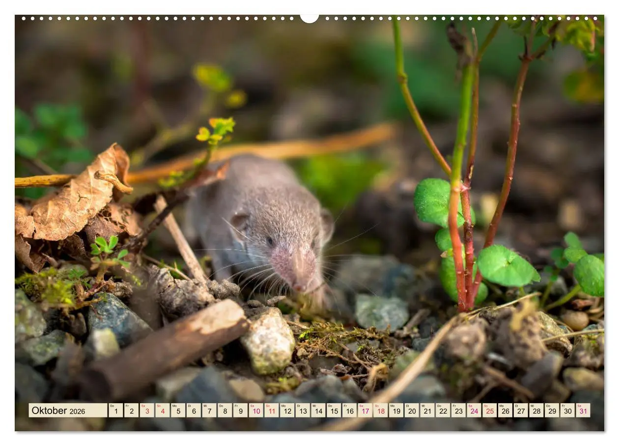 Bild: 9783457729212 | Kleiner Nager - Maus (hochwertiger Premium Wandkalender 2026 DIN A2...