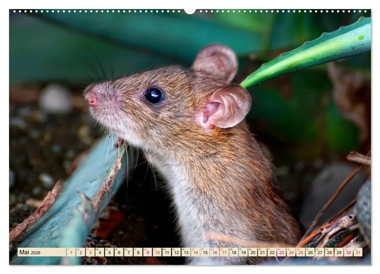 Bild: 9783457729212 | Kleiner Nager - Maus (hochwertiger Premium Wandkalender 2026 DIN A2...