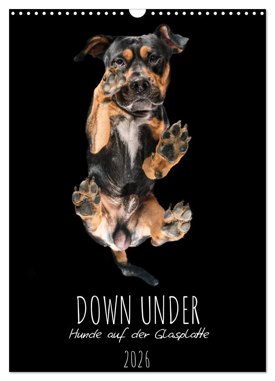 Cover: 9783516359312 | Down Under - Hunde auf der Glasplatte (Wandkalender 2026 DIN A3...