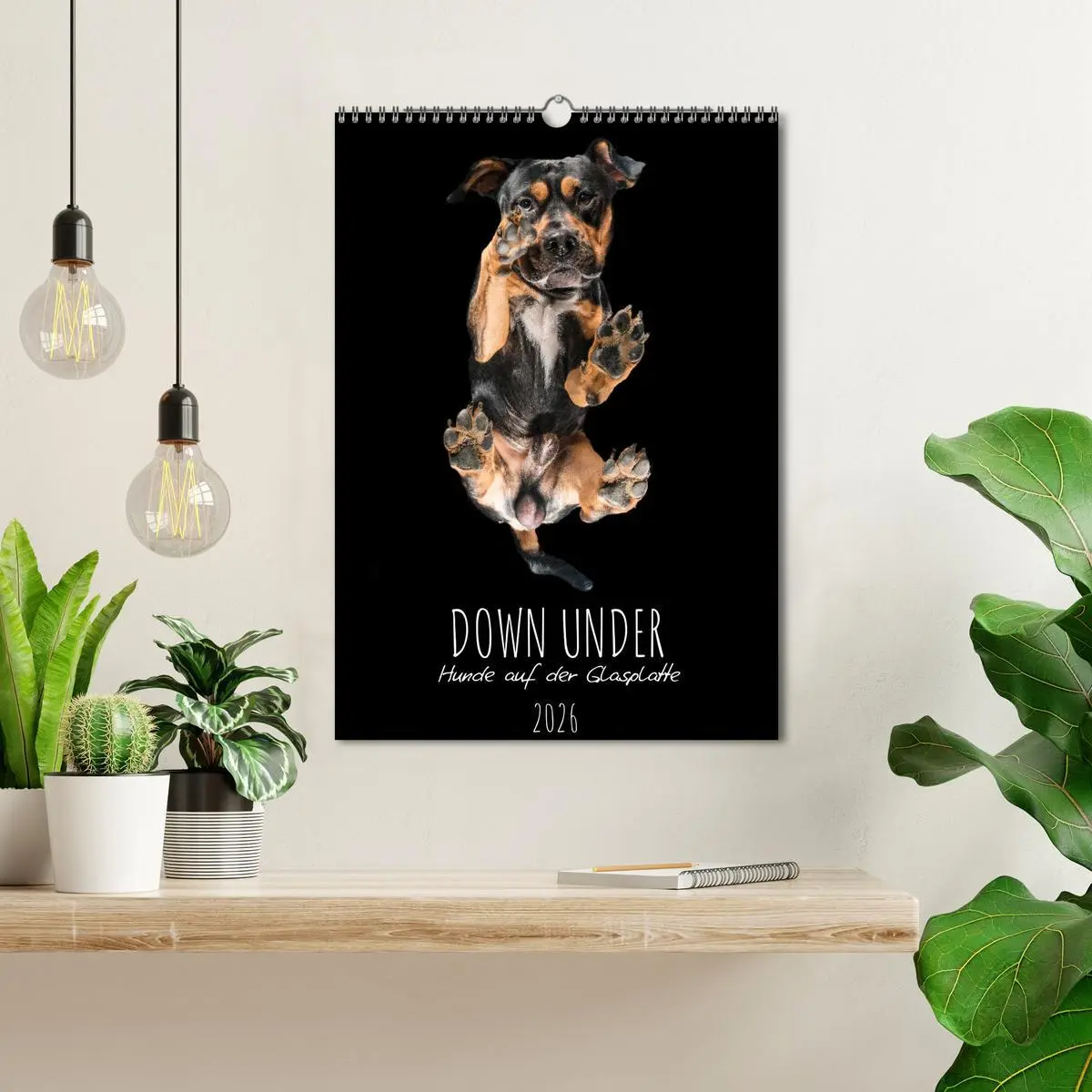 Bild: 9783516359312 | Down Under - Hunde auf der Glasplatte (Wandkalender 2026 DIN A3...