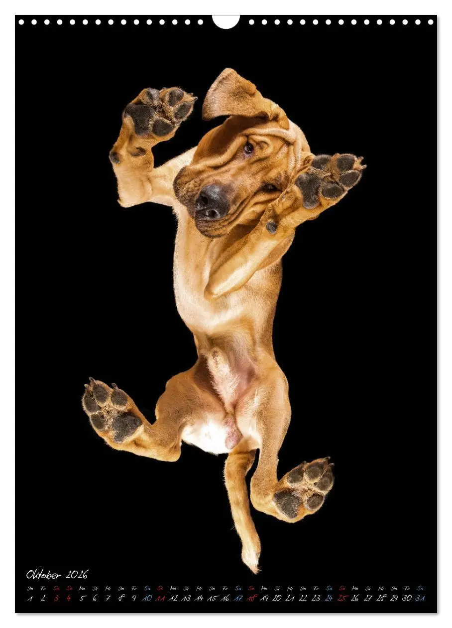 Bild: 9783516359312 | Down Under - Hunde auf der Glasplatte (Wandkalender 2026 DIN A3...