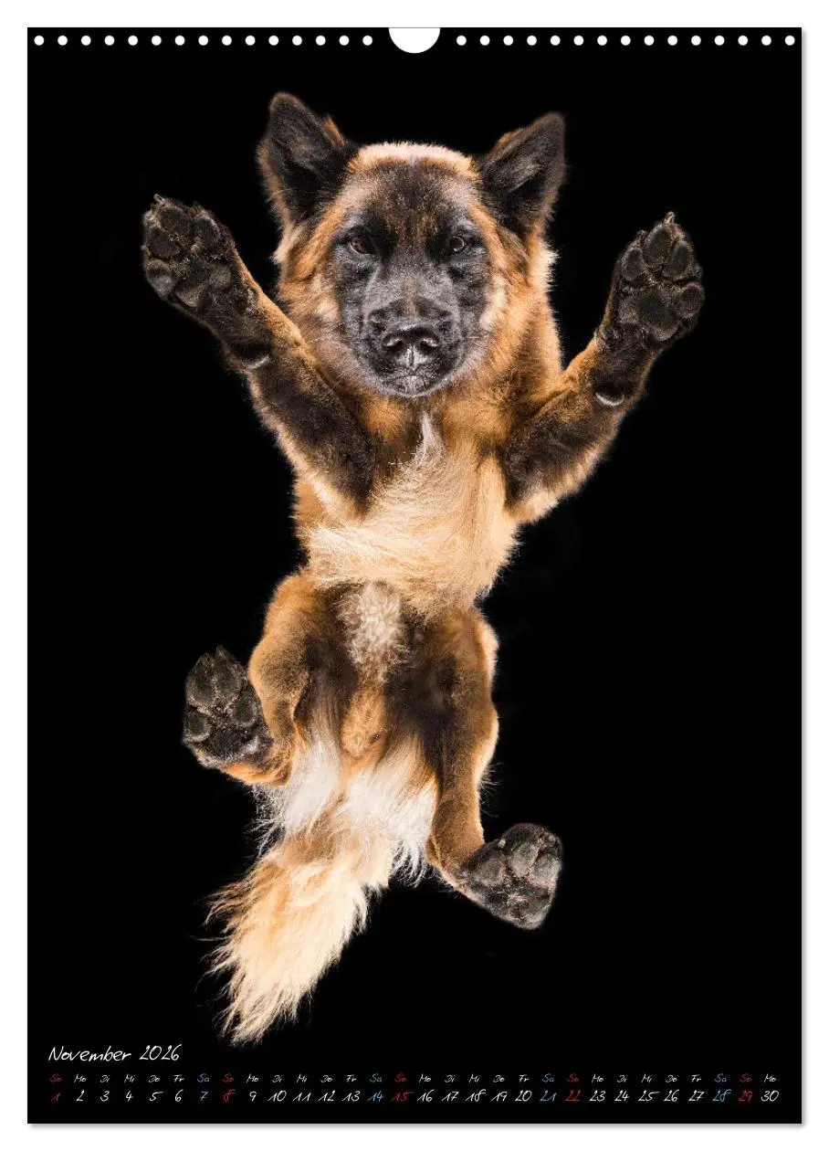 Bild: 9783516359312 | Down Under - Hunde auf der Glasplatte (Wandkalender 2026 DIN A3...