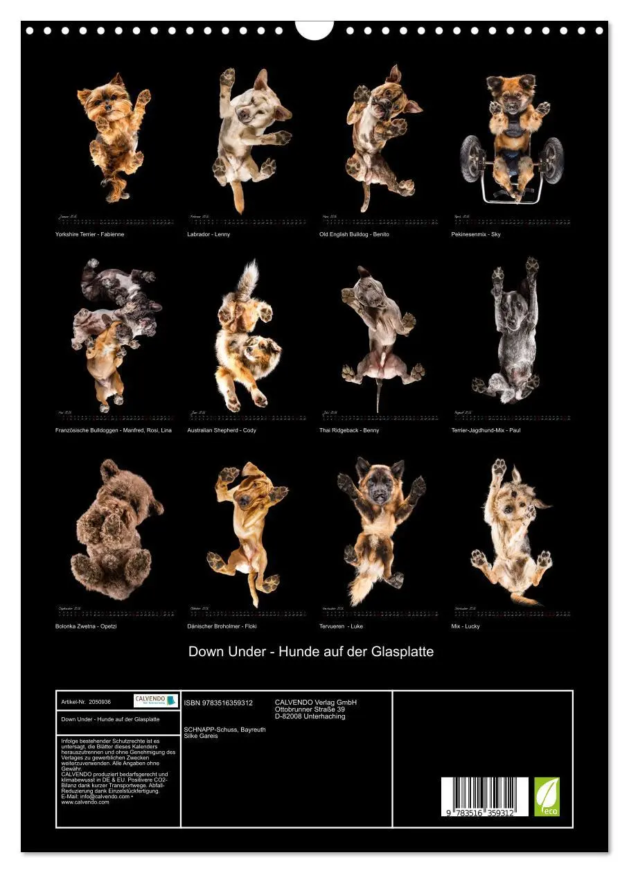 Bild: 9783516359312 | Down Under - Hunde auf der Glasplatte (Wandkalender 2026 DIN A3...