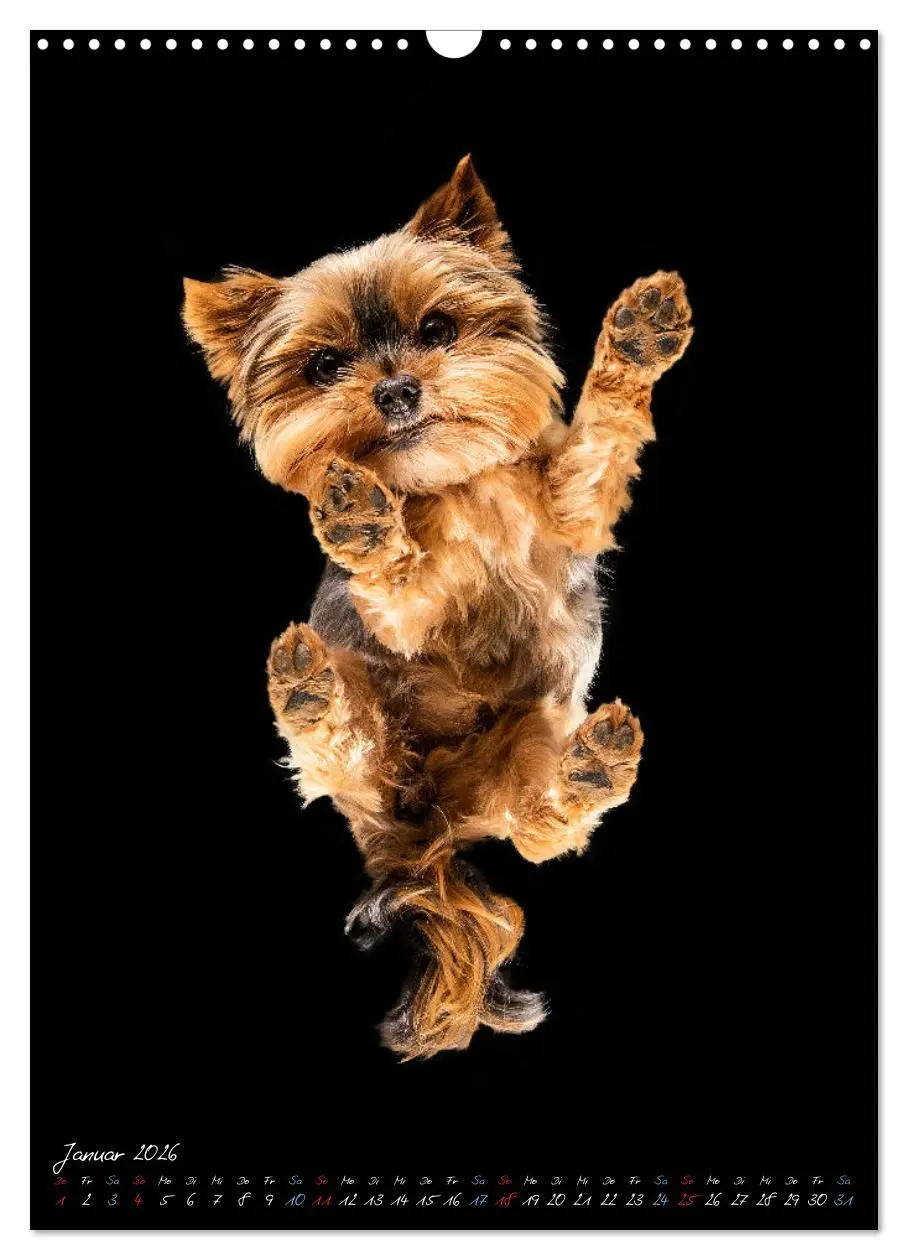 Bild: 9783516359312 | Down Under - Hunde auf der Glasplatte (Wandkalender 2026 DIN A3...