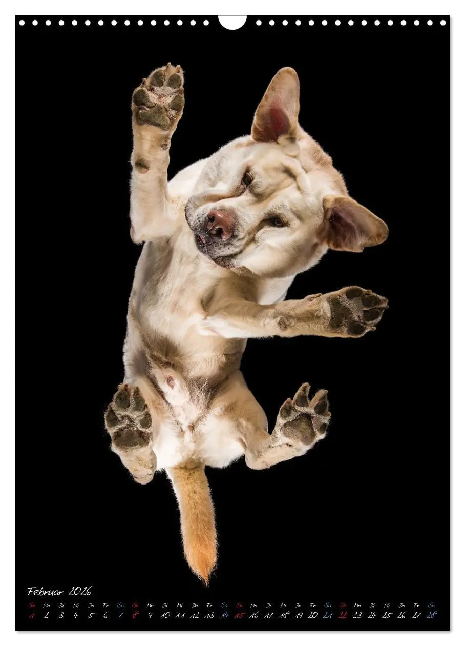 Bild: 9783516359312 | Down Under - Hunde auf der Glasplatte (Wandkalender 2026 DIN A3...