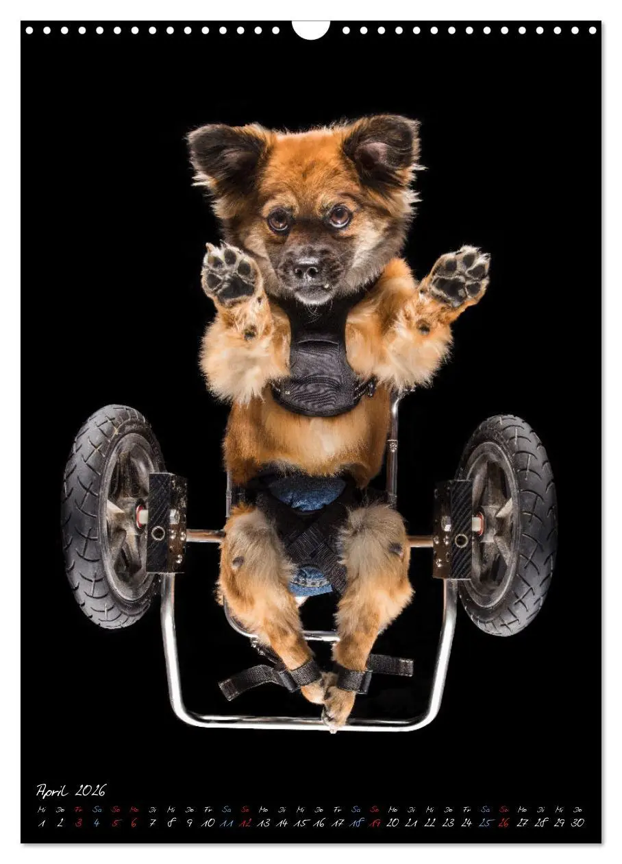 Bild: 9783516359312 | Down Under - Hunde auf der Glasplatte (Wandkalender 2026 DIN A3...