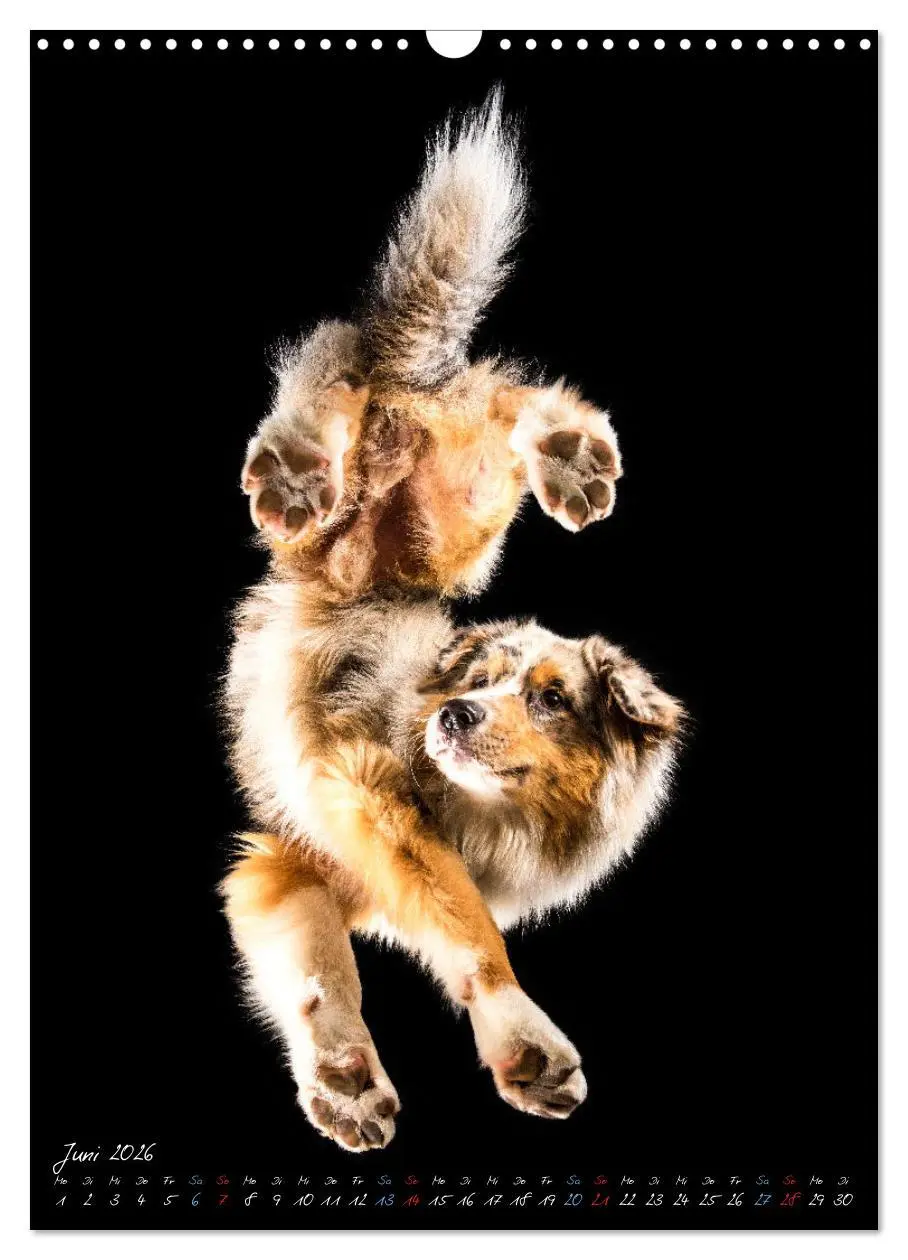 Bild: 9783516359312 | Down Under - Hunde auf der Glasplatte (Wandkalender 2026 DIN A3...