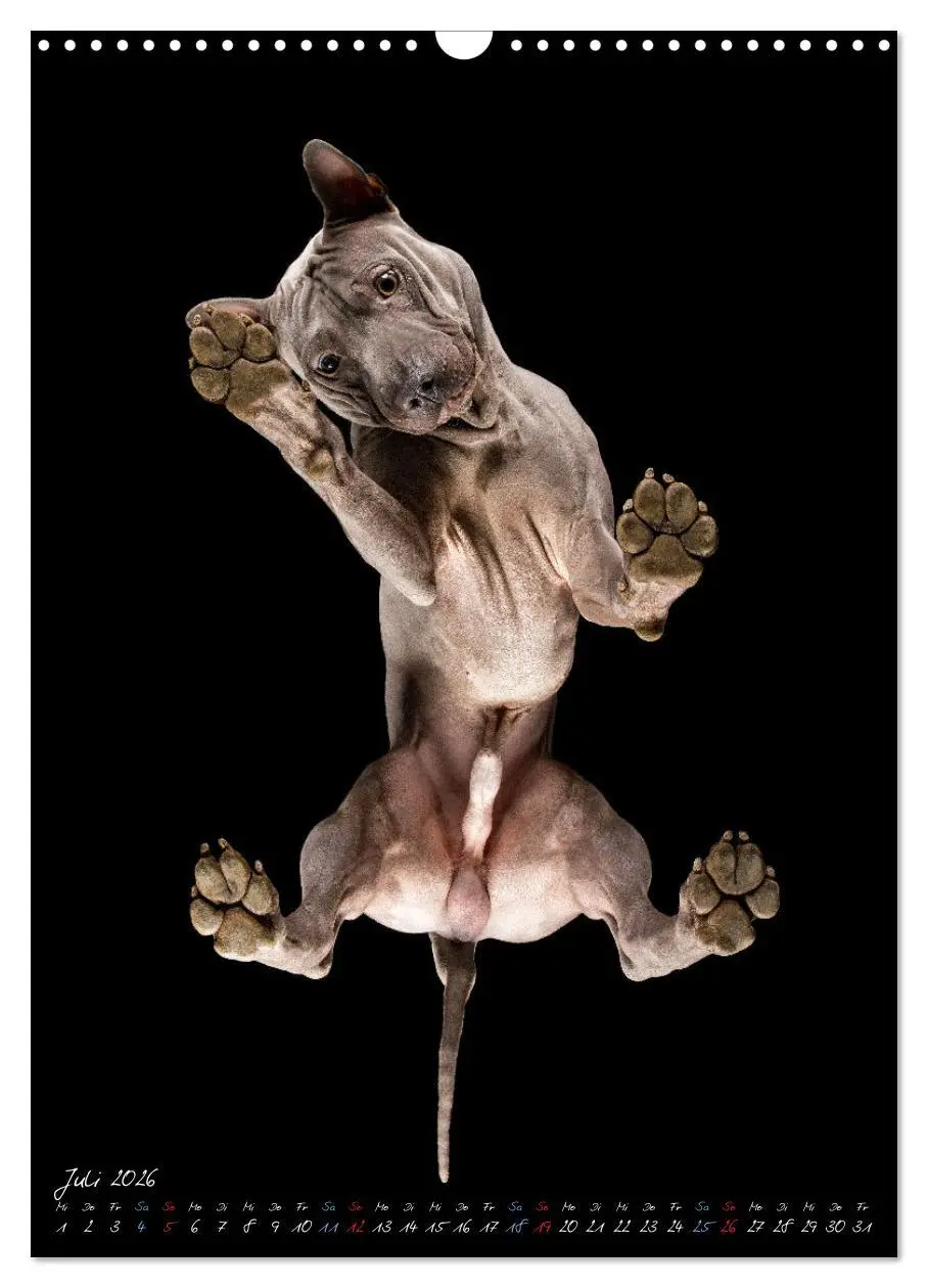 Bild: 9783516359312 | Down Under - Hunde auf der Glasplatte (Wandkalender 2026 DIN A3...
