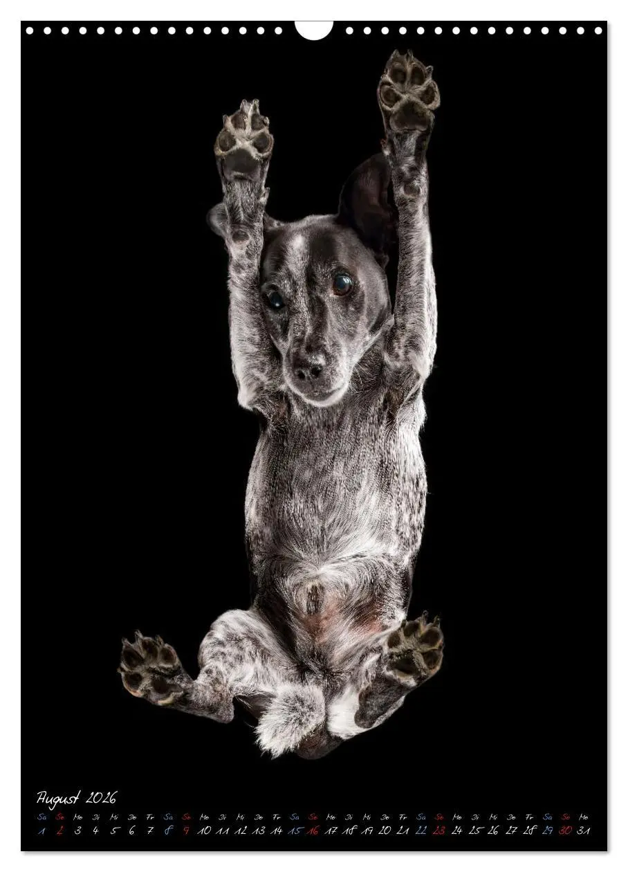 Bild: 9783516359312 | Down Under - Hunde auf der Glasplatte (Wandkalender 2026 DIN A3...