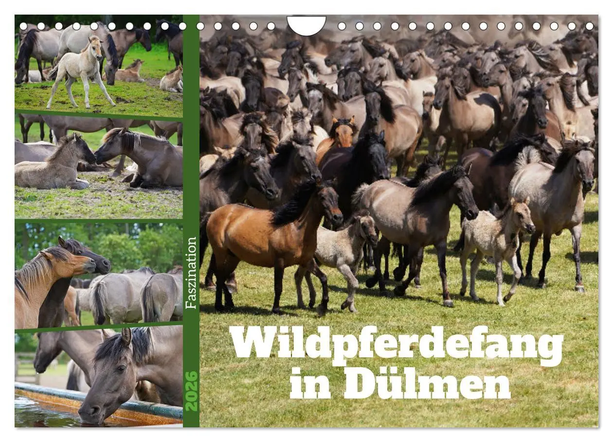Cover: 9783457569412 | Faszination Wildpferdefang in Dülmen (Wandkalender 2026 DIN A4...