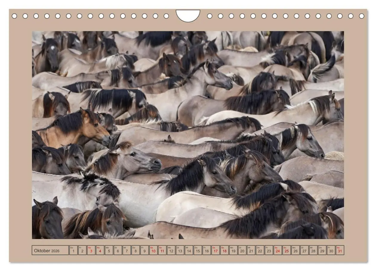 Bild: 9783457569412 | Faszination Wildpferdefang in Dülmen (Wandkalender 2026 DIN A4...