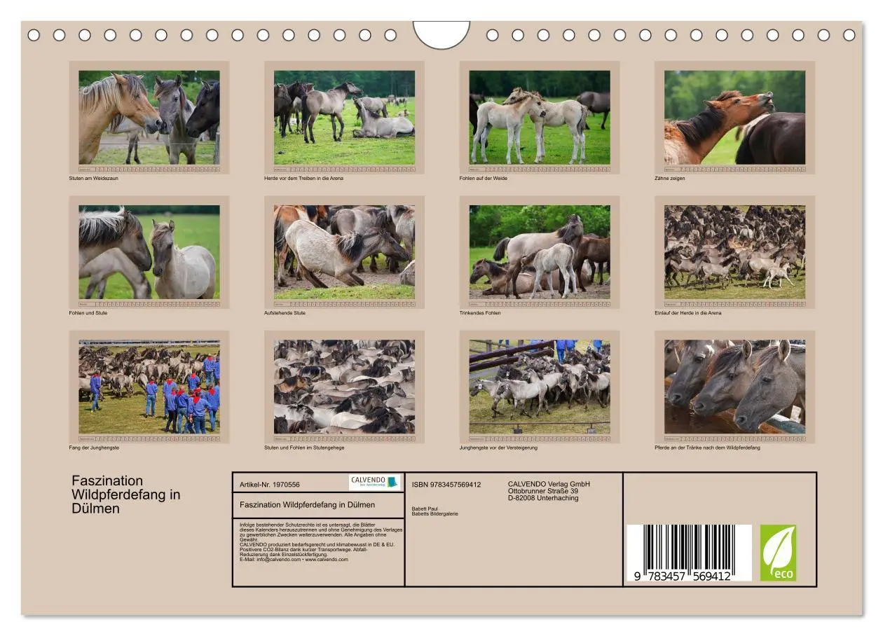 Bild: 9783457569412 | Faszination Wildpferdefang in Dülmen (Wandkalender 2026 DIN A4...