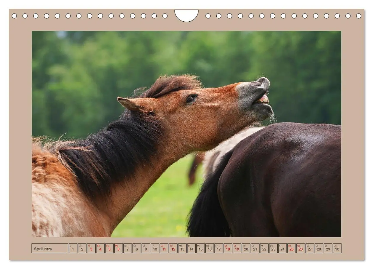 Bild: 9783457569412 | Faszination Wildpferdefang in Dülmen (Wandkalender 2026 DIN A4...
