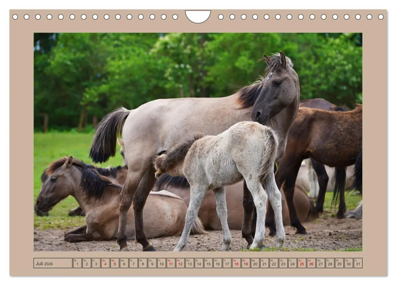 Bild: 9783457569412 | Faszination Wildpferdefang in Dülmen (Wandkalender 2026 DIN A4...