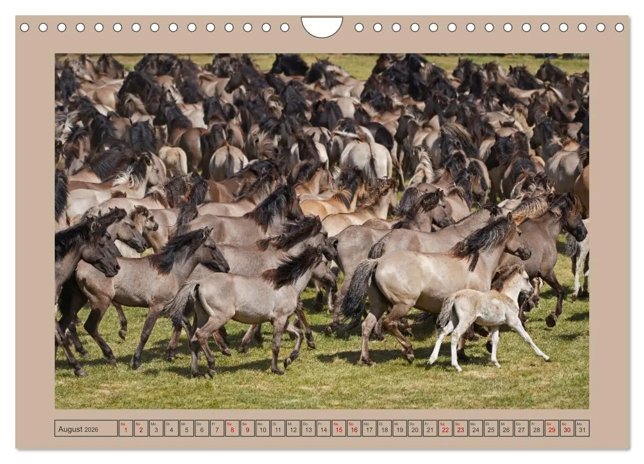 Bild: 9783457569412 | Faszination Wildpferdefang in Dülmen (Wandkalender 2026 DIN A4...