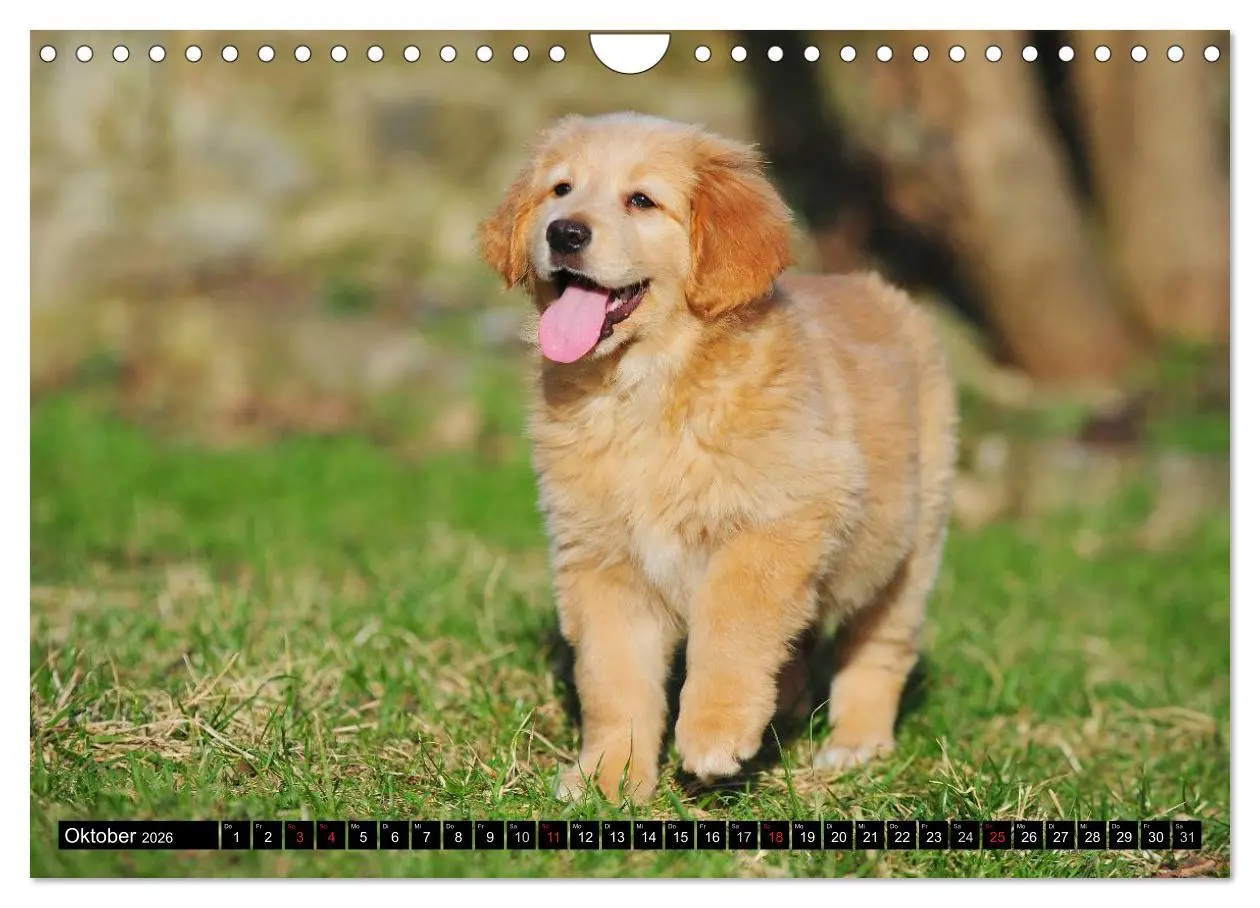 Bild: 9783516029512 | Mein bester Freund - Der Hovawart (Wandkalender 2026 DIN A4 quer),...