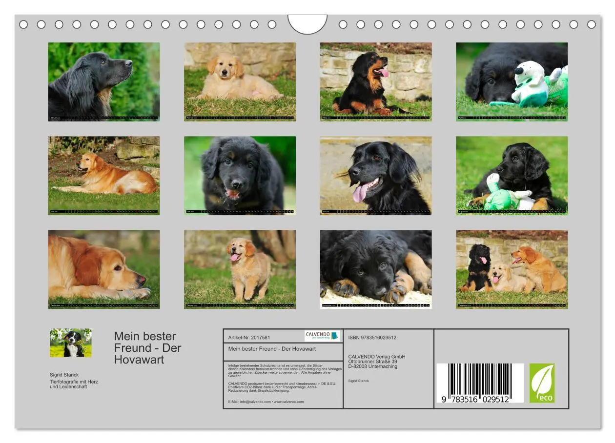 Bild: 9783516029512 | Mein bester Freund - Der Hovawart (Wandkalender 2026 DIN A4 quer),...