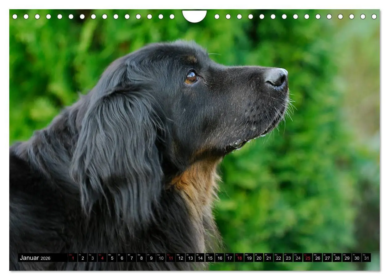 Bild: 9783516029512 | Mein bester Freund - Der Hovawart (Wandkalender 2026 DIN A4 quer),...