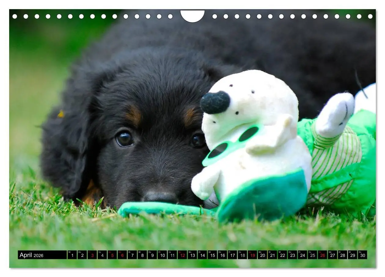 Bild: 9783516029512 | Mein bester Freund - Der Hovawart (Wandkalender 2026 DIN A4 quer),...