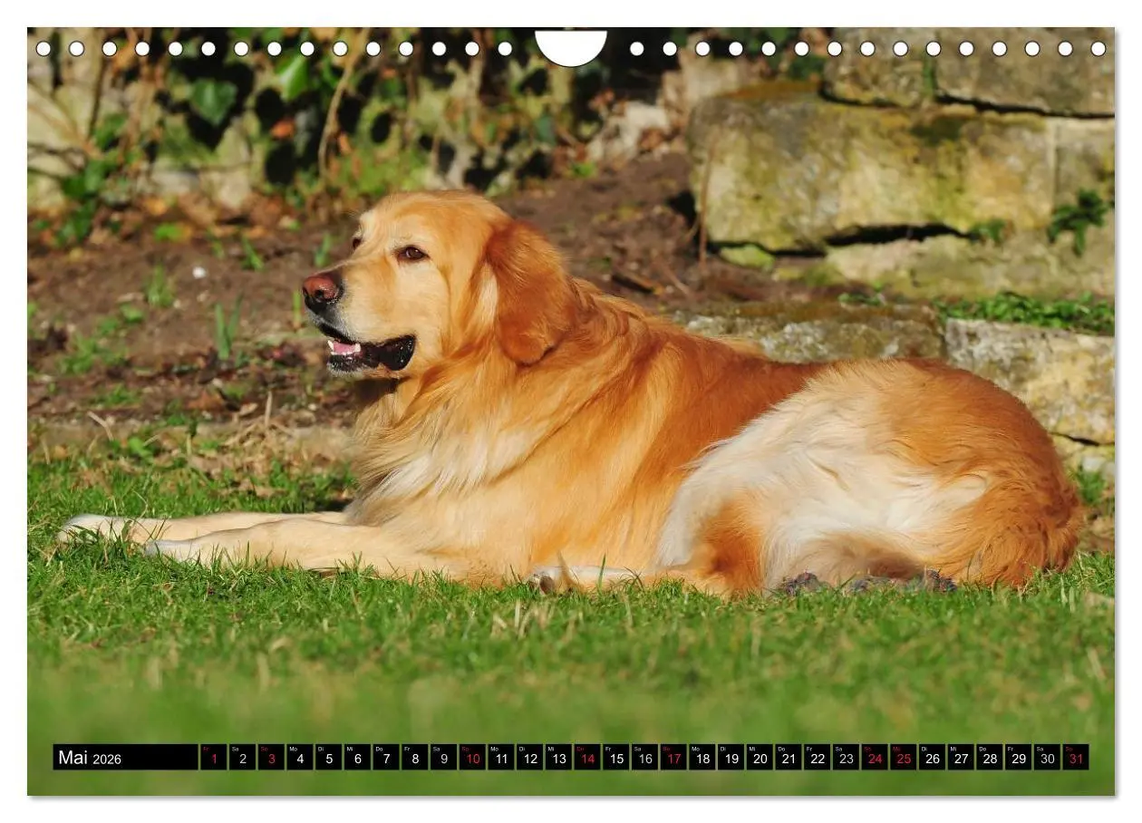 Bild: 9783516029512 | Mein bester Freund - Der Hovawart (Wandkalender 2026 DIN A4 quer),...