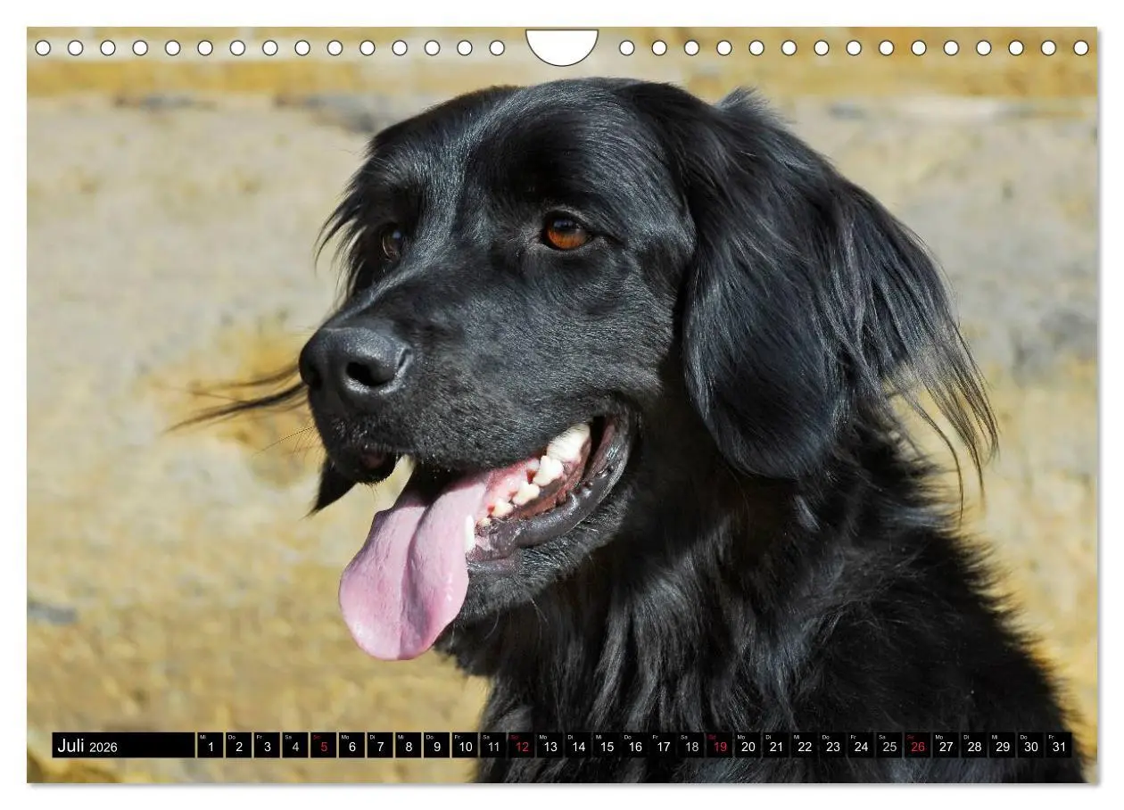 Bild: 9783516029512 | Mein bester Freund - Der Hovawart (Wandkalender 2026 DIN A4 quer),...