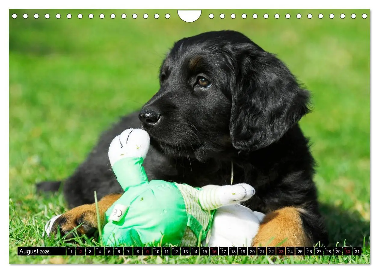 Bild: 9783516029512 | Mein bester Freund - Der Hovawart (Wandkalender 2026 DIN A4 quer),...