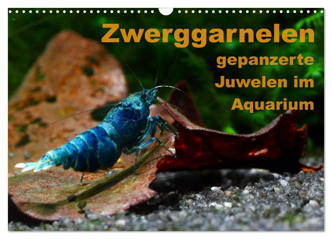 Cover: 9783516019612 | Zwerggarnelen - gepanzerte Juwelen im Aquarium (Wandkalender 2026...