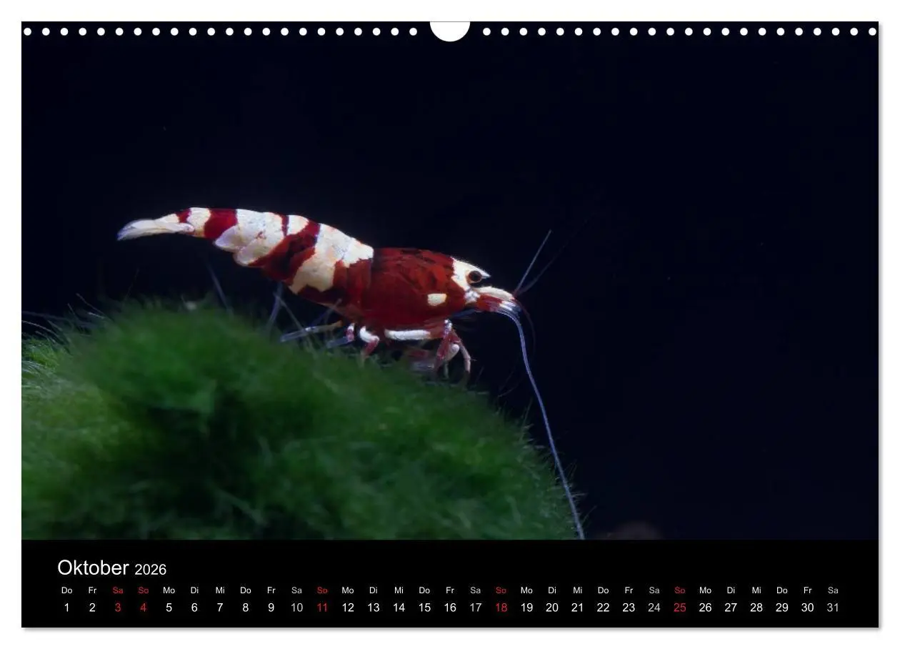 Bild: 9783516019612 | Zwerggarnelen - gepanzerte Juwelen im Aquarium (Wandkalender 2026...