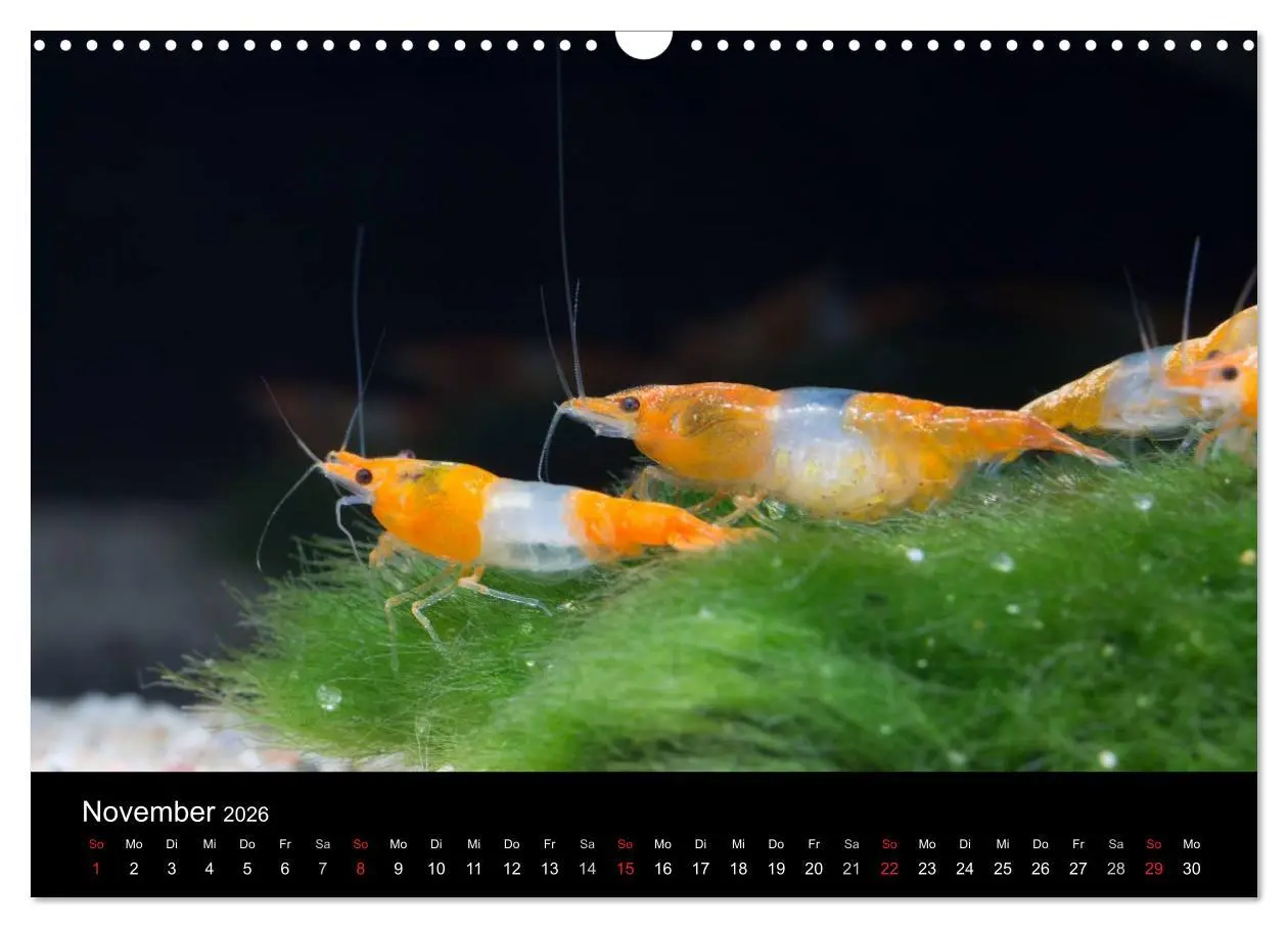 Bild: 9783516019612 | Zwerggarnelen - gepanzerte Juwelen im Aquarium (Wandkalender 2026...