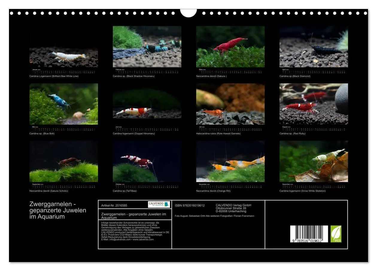 Bild: 9783516019612 | Zwerggarnelen - gepanzerte Juwelen im Aquarium (Wandkalender 2026...
