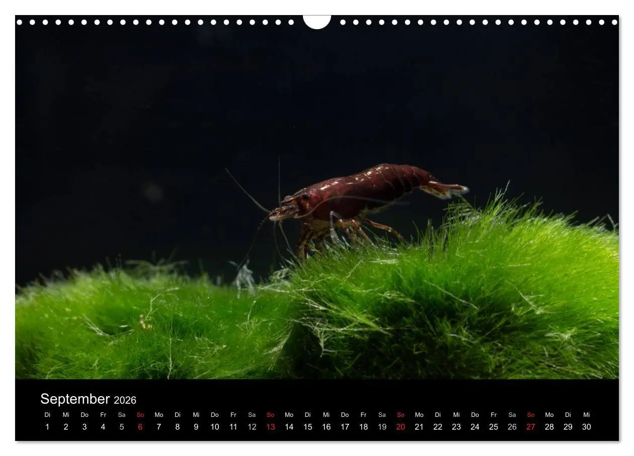 Bild: 9783516019612 | Zwerggarnelen - gepanzerte Juwelen im Aquarium (Wandkalender 2026...