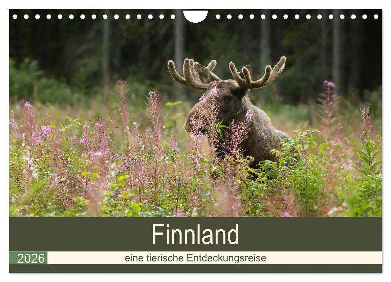 Cover: 9783457849712 | Finnland: eine tierische Entdeckungsreise (Wandkalender 2026 DIN A4...