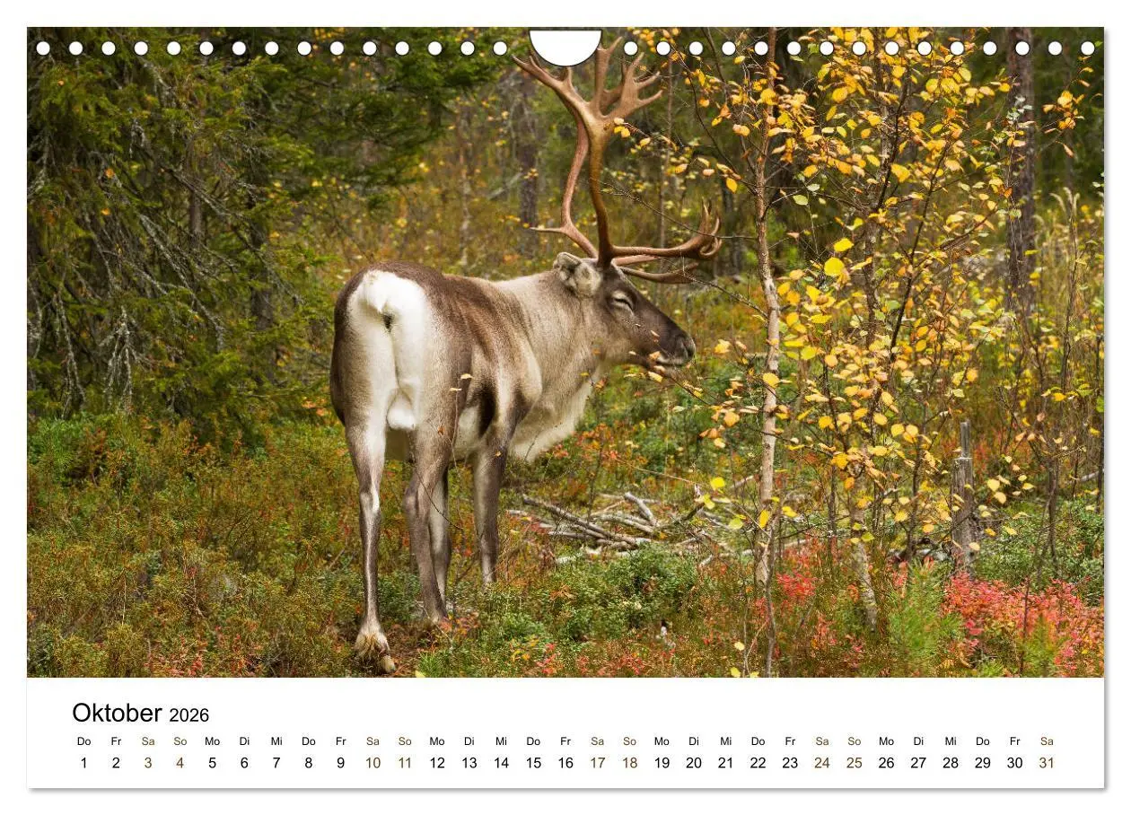 Bild: 9783457849712 | Finnland: eine tierische Entdeckungsreise (Wandkalender 2026 DIN A4...