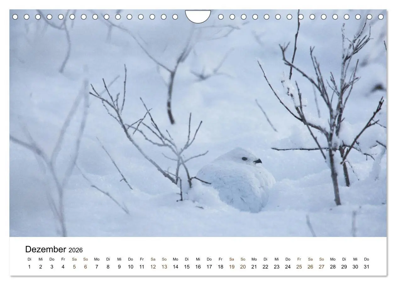 Bild: 9783457849712 | Finnland: eine tierische Entdeckungsreise (Wandkalender 2026 DIN A4...
