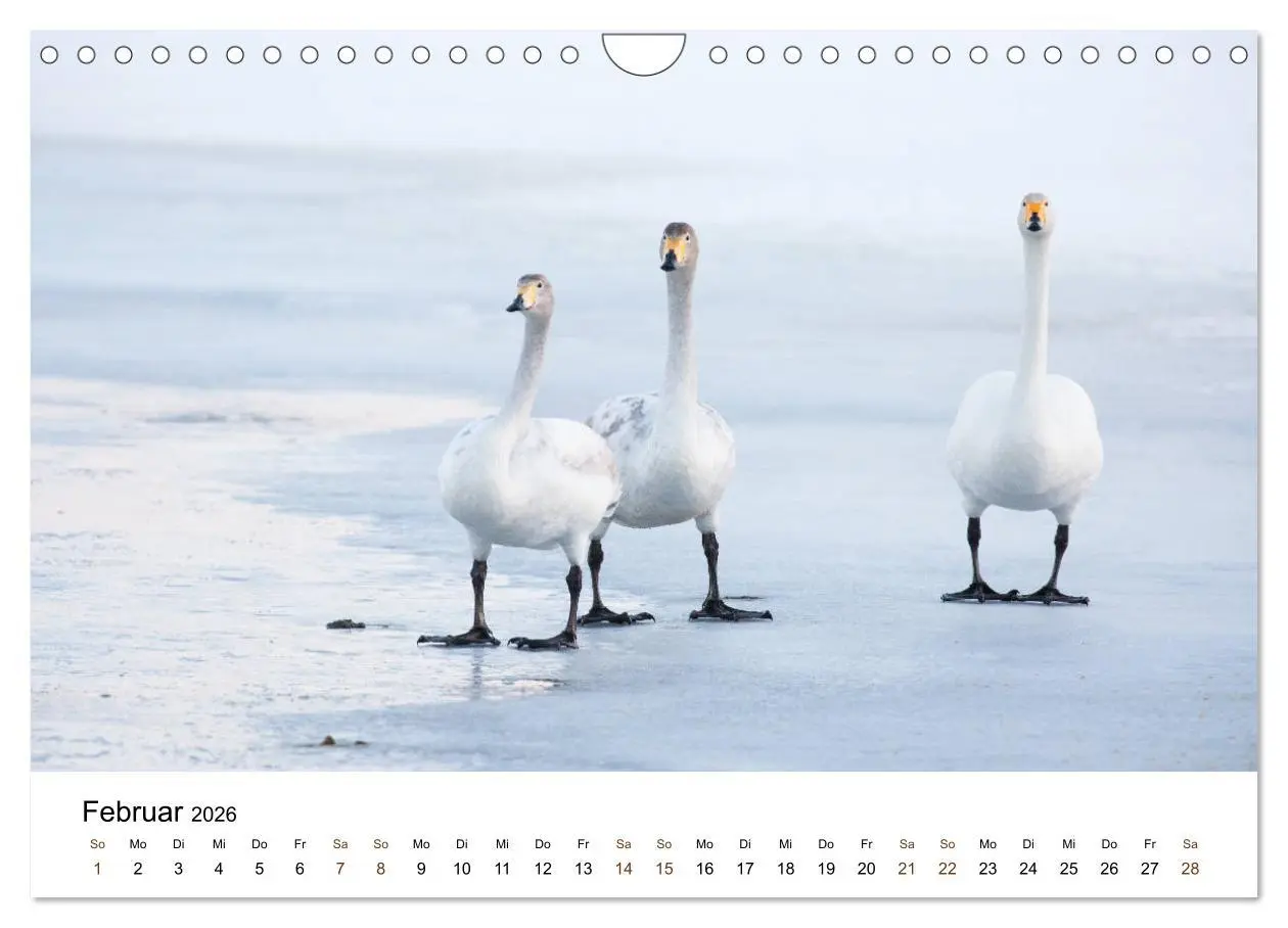 Bild: 9783457849712 | Finnland: eine tierische Entdeckungsreise (Wandkalender 2026 DIN A4...