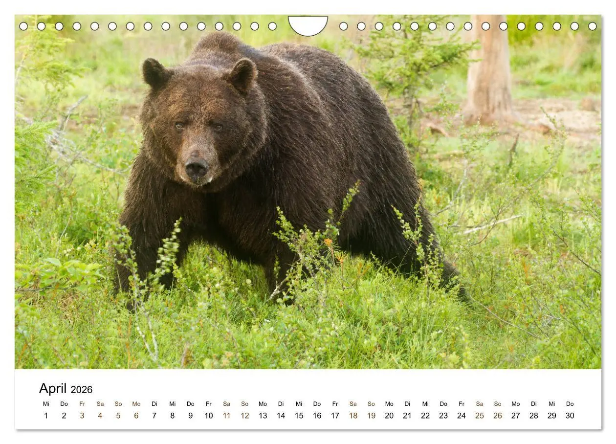 Bild: 9783457849712 | Finnland: eine tierische Entdeckungsreise (Wandkalender 2026 DIN A4...