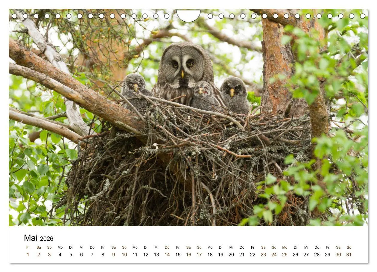Bild: 9783457849712 | Finnland: eine tierische Entdeckungsreise (Wandkalender 2026 DIN A4...