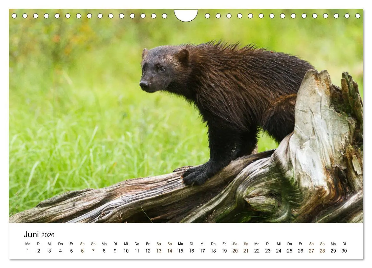 Bild: 9783457849712 | Finnland: eine tierische Entdeckungsreise (Wandkalender 2026 DIN A4...