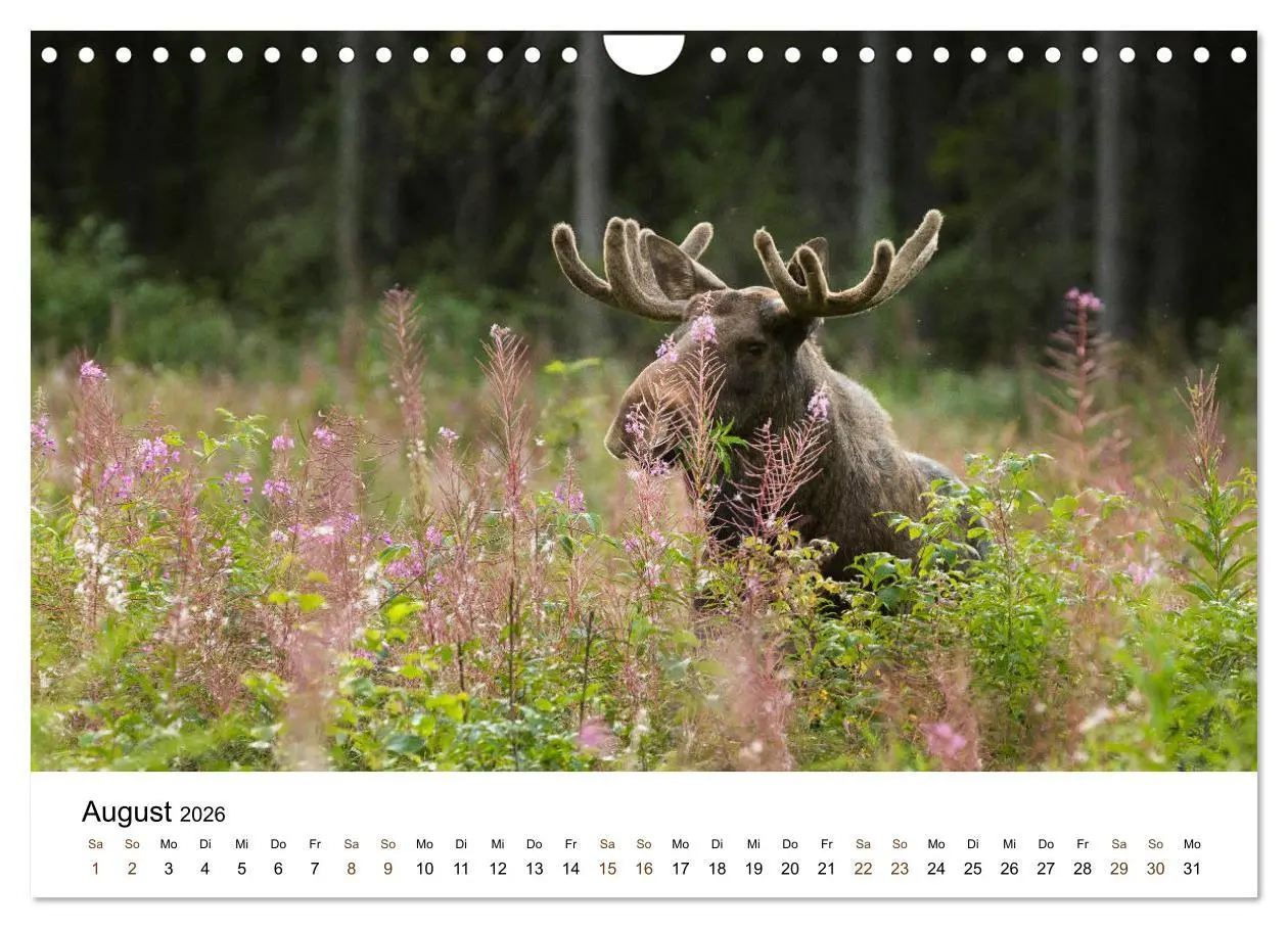 Bild: 9783457849712 | Finnland: eine tierische Entdeckungsreise (Wandkalender 2026 DIN A4...