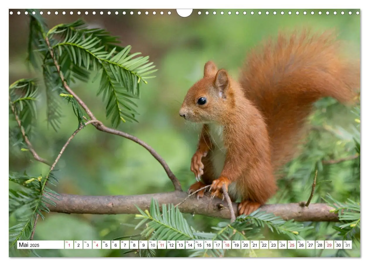 Bild: 9783435669912 | Eichhörnchen im Königlichen Garten (Wandkalender 2025 DIN A3 quer),...