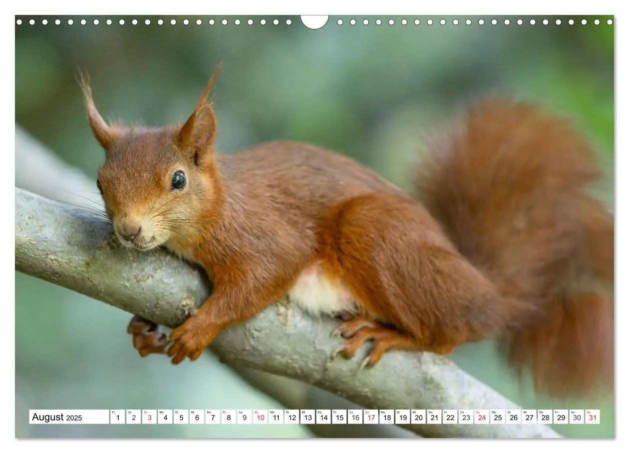 Bild: 9783435669912 | Eichhörnchen im Königlichen Garten (Wandkalender 2025 DIN A3 quer),...