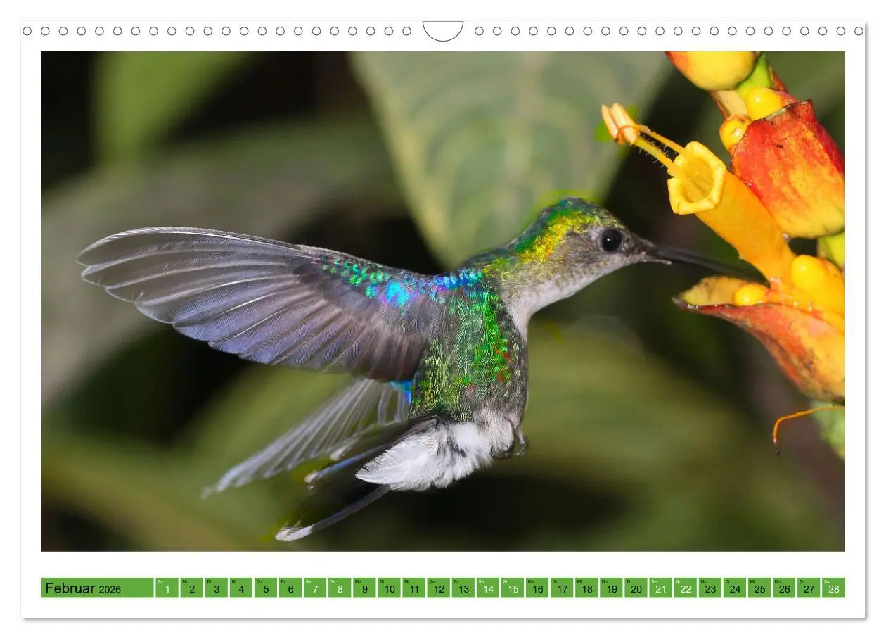 Bild: 9783457519912 | Kolibris; Anmut, Schönheit, Farben (Wandkalender 2026 DIN A3 quer),...