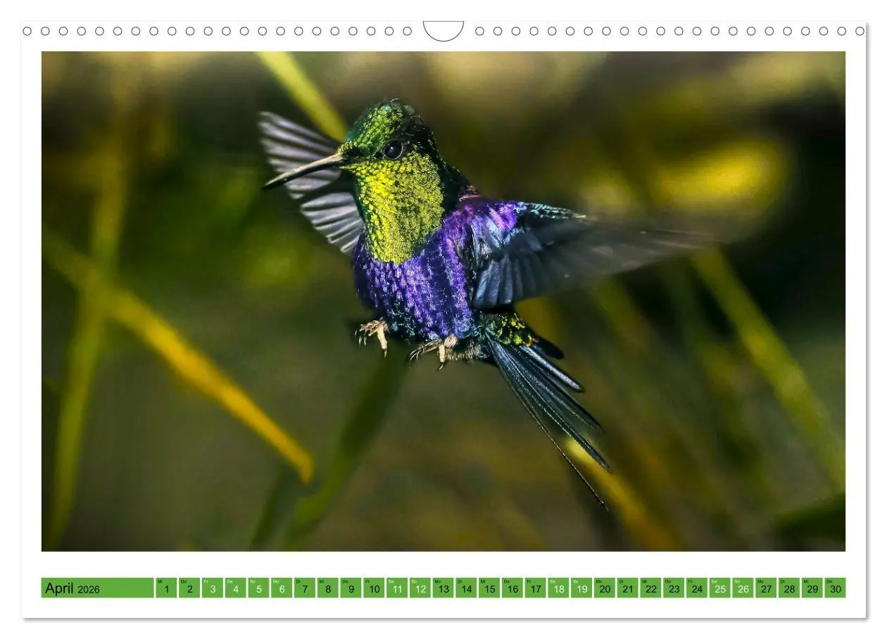 Bild: 9783457519912 | Kolibris; Anmut, Schönheit, Farben (Wandkalender 2026 DIN A3 quer),...