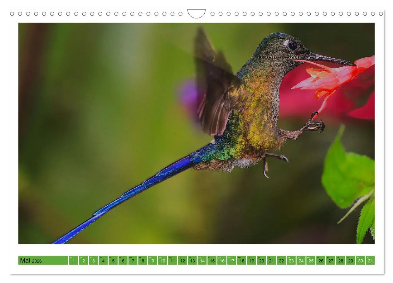 Bild: 9783457519912 | Kolibris; Anmut, Schönheit, Farben (Wandkalender 2026 DIN A3 quer),...